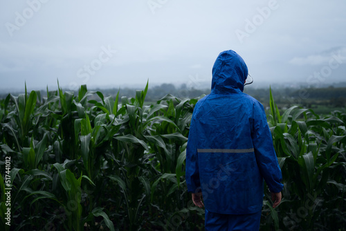 people watching corn fields in rainy season.