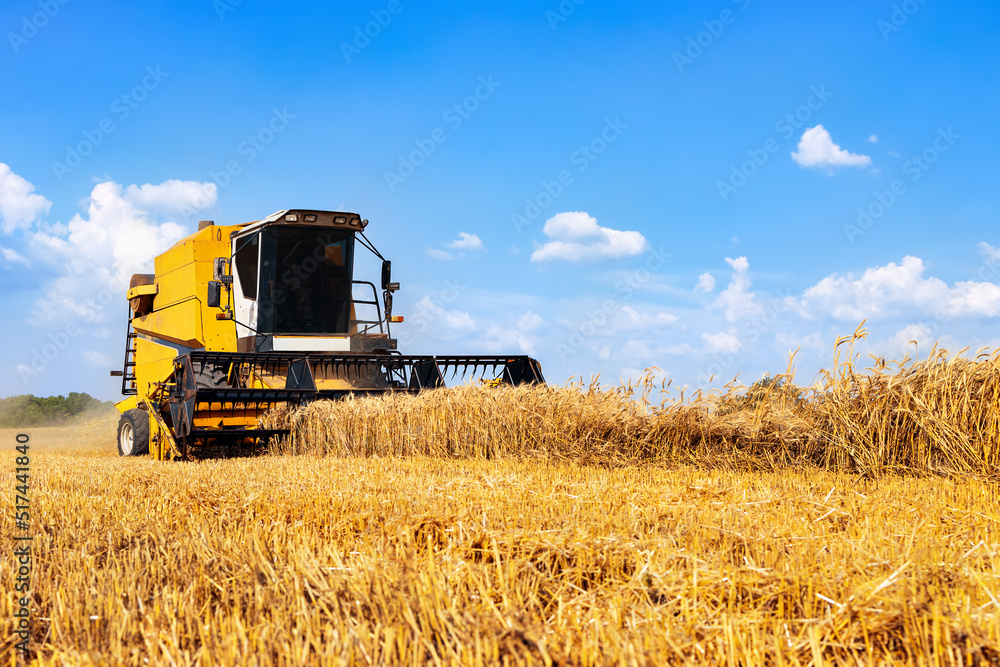 Fototapeta premium combine harvester working in golden wheat field