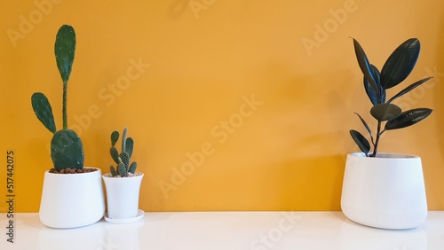 2 cactuses and plant with yellow background