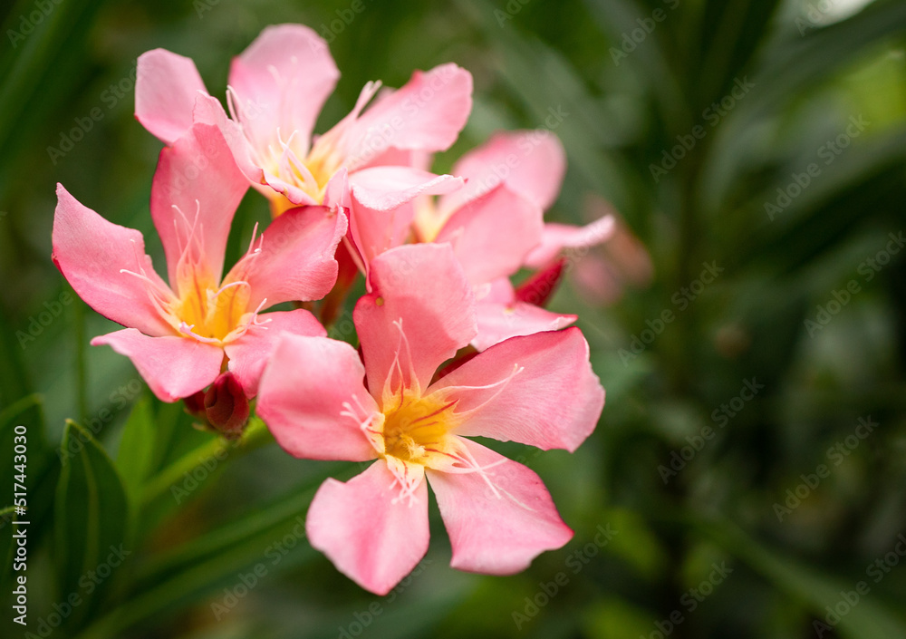 Magenta flower blooming in the green garden, They so fresh and bright. Magenta flower blooming in the green garden, They so fresh and bright.