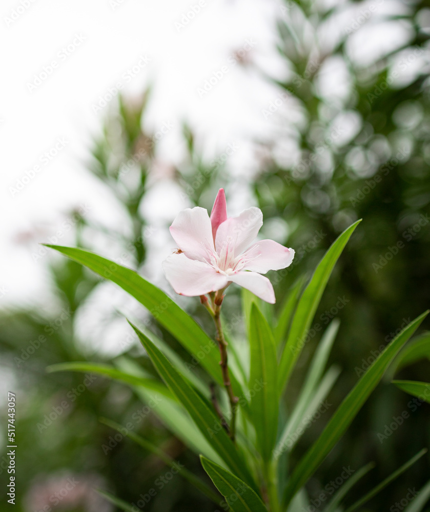 Pink flower blooming in the green garden, They so fresh and bright.