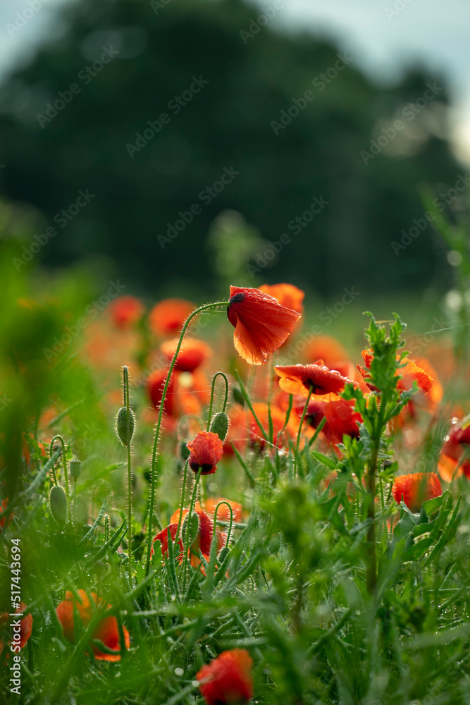 Obraz premium Mohnfeld in voller Blüte