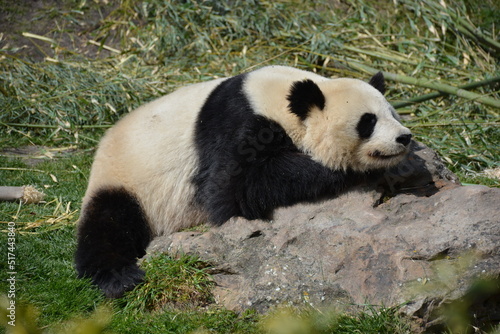 A lazy panda on a rock