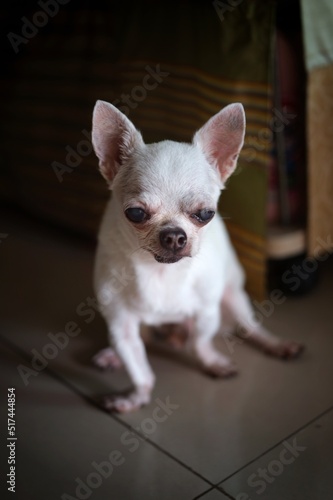 A sad Chihuahua dog in home