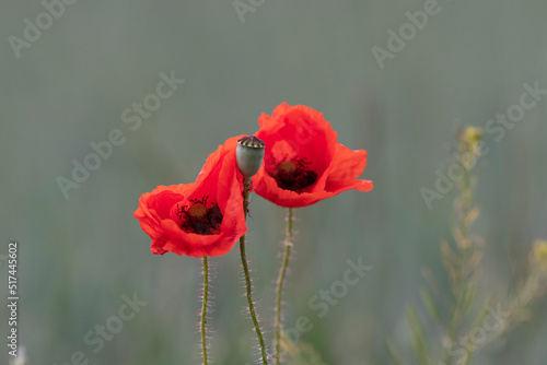 Mohnfeld in voller Blüte