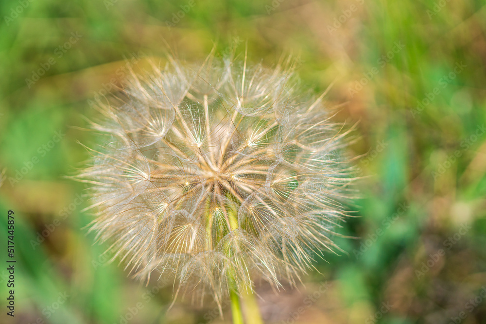 Dandelion seeds in the morning on the green background Dandelion seeds in the morning on the green background