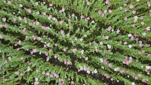 drone flight over field with lots of colorful, pink, white poppies