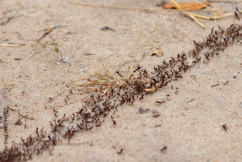 red ants in an area of protected natural habitat in East Africa