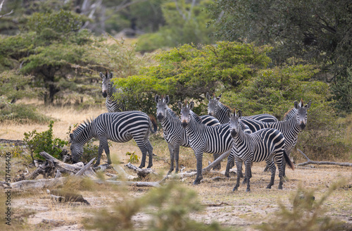 Herd of wild zebra in natural African habitat 