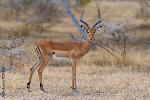 Wild Impala antelope in natural African habitat  East African National Park
