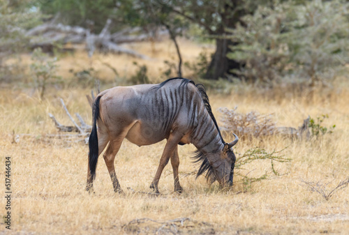 Fototapeta Naklejka Na Ścianę i Meble -  Wildebeest grazing in natural grass land habitat in a protected East African national park