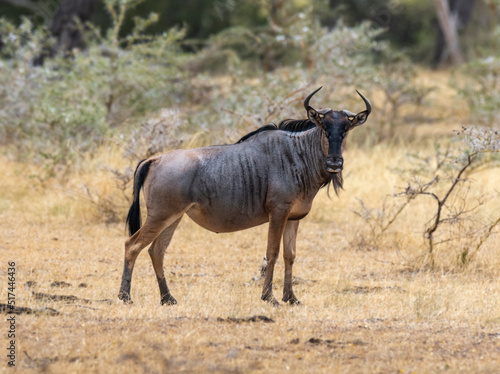 Wildebeest grazing in natural grass land habitat in a protected East African national park