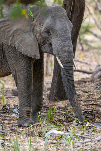 Close up of Elephant in natural habitat in a protected East African national park 