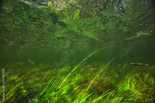 green algae underwater in the river landscape riverscape  ecology nature