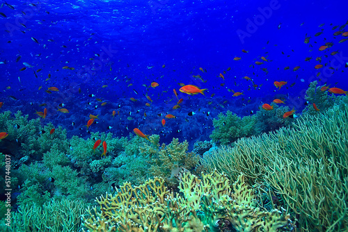 Fototapeta Naklejka Na Ścianę i Meble -  coral reef background, underwater marine life ecosystem ocean sea