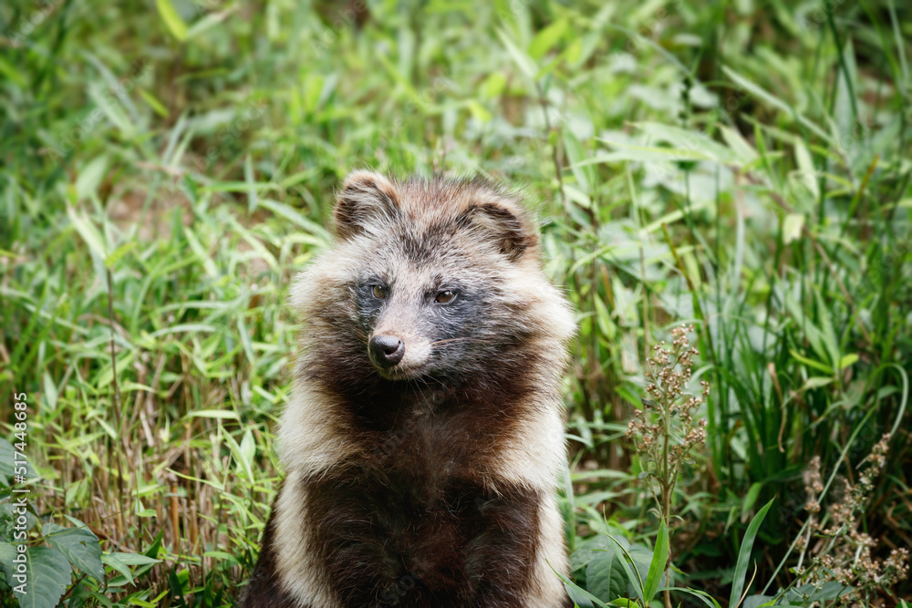 Obraz premium 草むらに佇むタヌキ