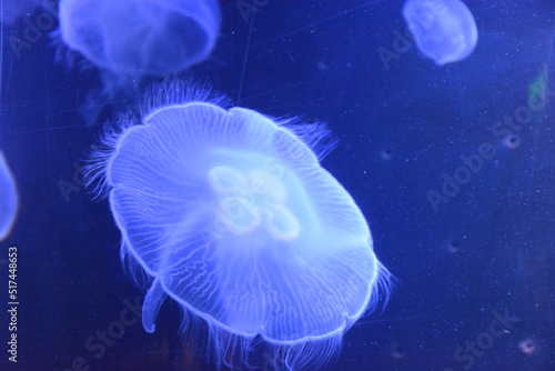 A closeup shot of jellyfishes © Ulrick-T