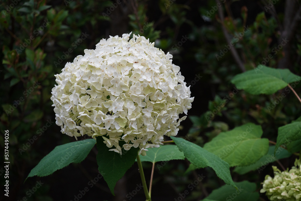 真っ白なホンアジサイの花一輪 真っ白なホンアジサイの花一輪
