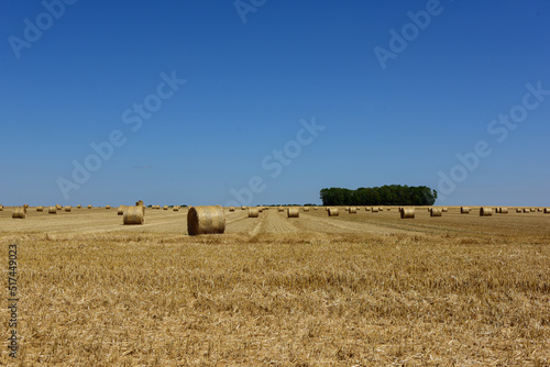 Champ avec ballots de paille