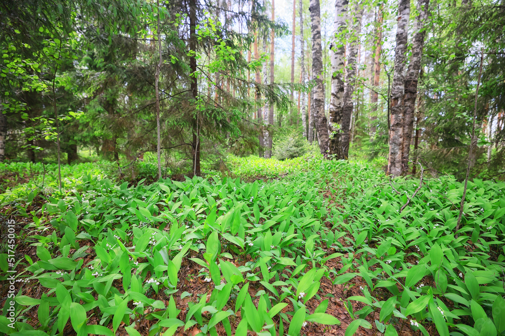 Obraz premium lilies of the valley leaves green background, nature fresh green garden texture