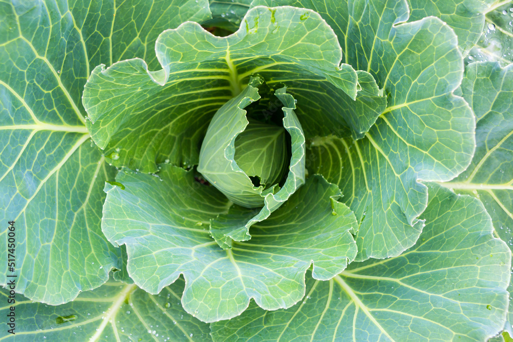 Juicy fresh white cabbage after rain in the vegetable garden Juicy fresh white cabbage after rain in the vegetable garden