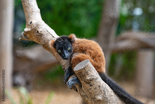Принти на полотні baby blue-eyed black lemur (Eulemur flavifrons), also known as the Sclater's lemur is sitting on a branch