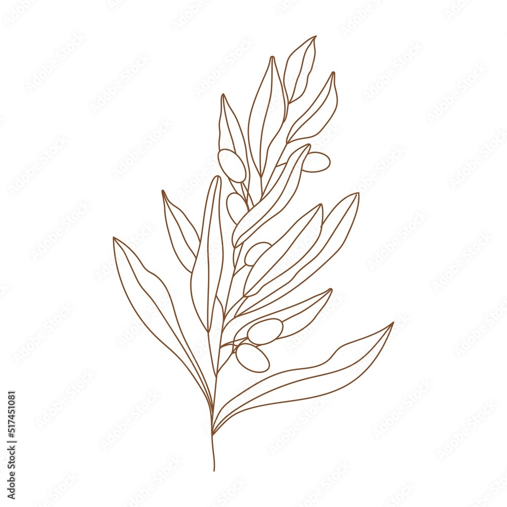 Olive branch with leaves and fruits illustration. Minimalist vector illustration for posters, cards, logo, printing on t-shirt etc. Olive branch with leaves and fruits illustration. Minimalist vector illustration for posters, cards, logo, printing on t-shirt etc.