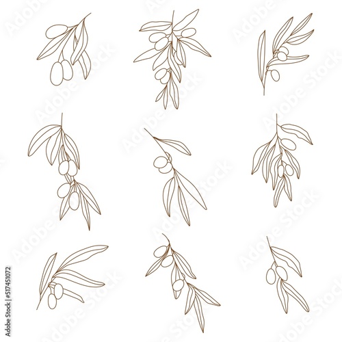 Botanical set of olive branches. Graphic olive with leaves and fruits. Minimalist vector illustration for posters, cards, logo, printing on t-shirt etc.