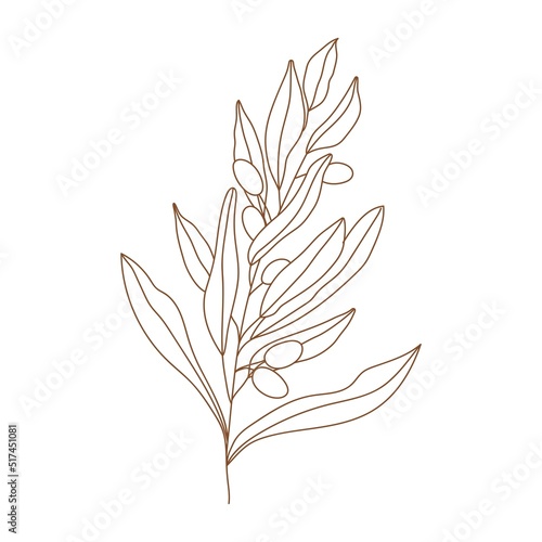 Olive branch with leaves and fruits illustration. Minimalist vector illustration for posters, cards, logo, printing on t-shirt etc.