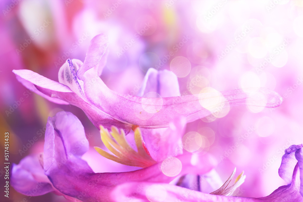 pink purple wild spring flowers bokeh background