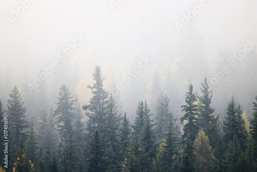 autumn fog landscape forest mountains, trees view mist