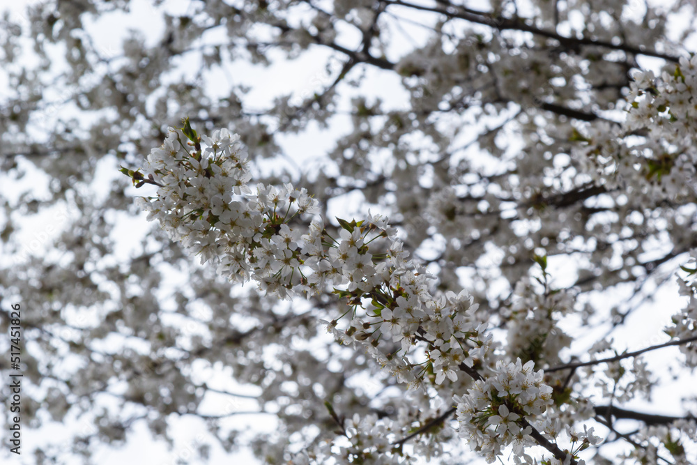 Selective focus of beautiful branches of white Cherry blossoms on the tree under blue sky, Beautiful Sakura flowers during spring season in the park, Floral pattern texture, Nature background Selective focus of beautiful branches of white Cherry blossoms on the tree under blue sky, Beautiful Sakura flowers during spring season in the park, Floral pattern texture, Nature background