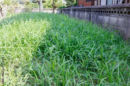 Tableau sur toile 庭に生えた大量の雑草