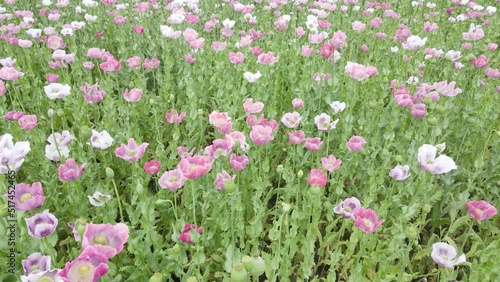 drone flight over field with lots of colorful, pink, white poppies