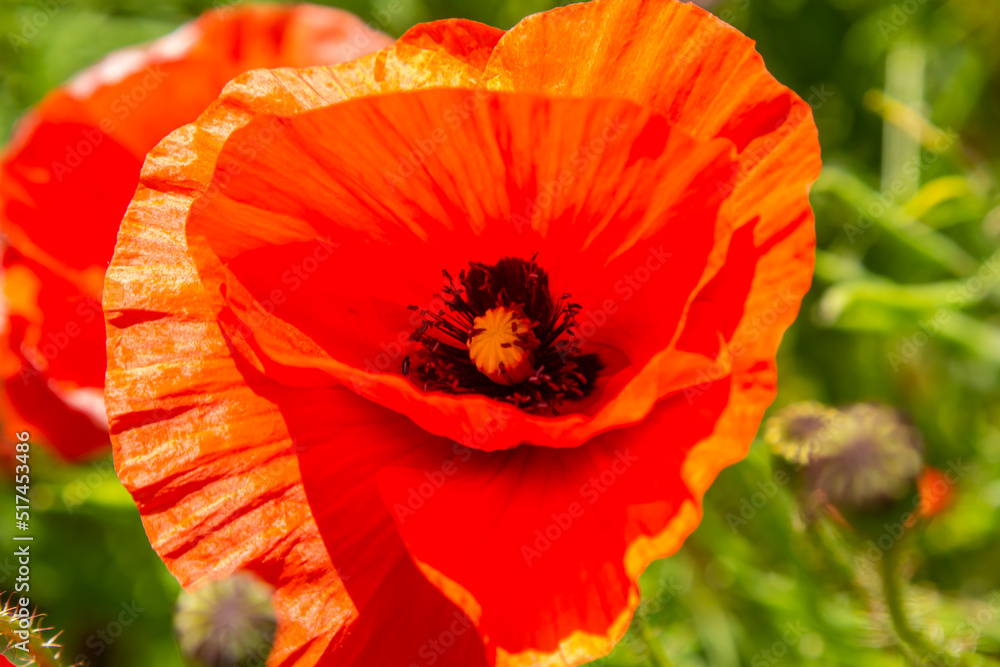 Fototapeta premium Papaver rhoeas, Corn poppy, Corn rose, Field poppy, Flanders poppy, Red poppy, Red weed, Coquelicot, in the summer meadow. Natural background