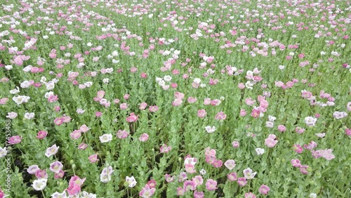 drone flight over field with lots of colorful, pink, white poppies
