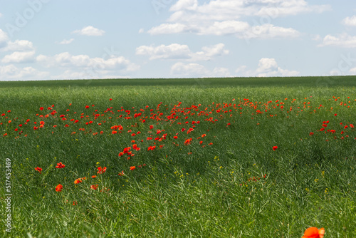 Papaver rhoeas common names include corn poppy   corn rose   field poppy   Flanders poppy   red poppy   red weed   coquelicot