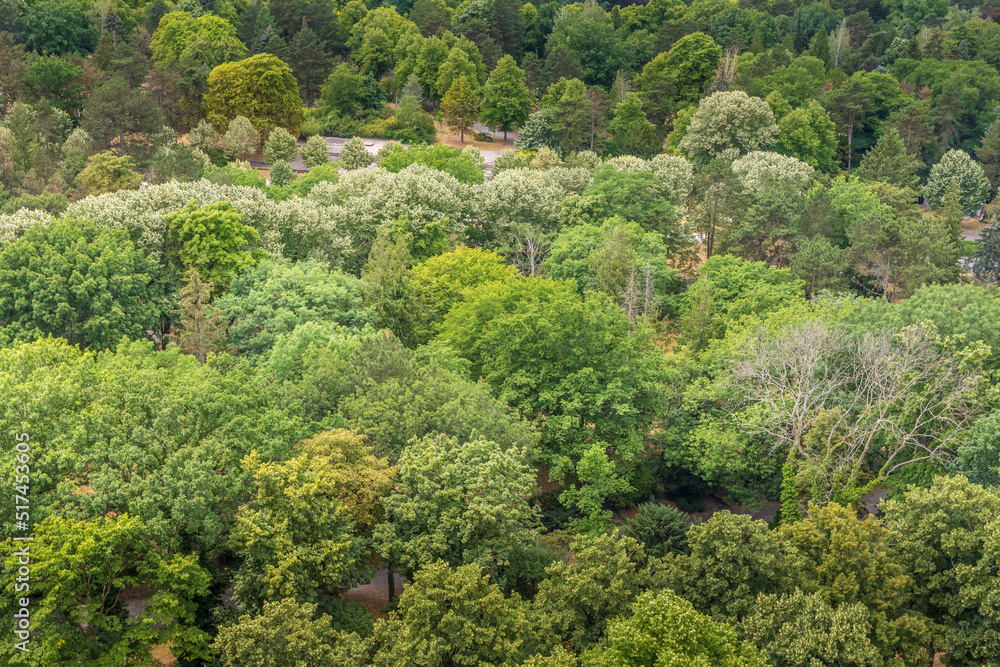 a forest in summer from drone view