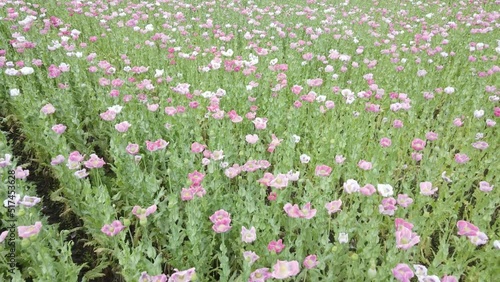 drone flight over field with lots of colorful, pink, white poppies