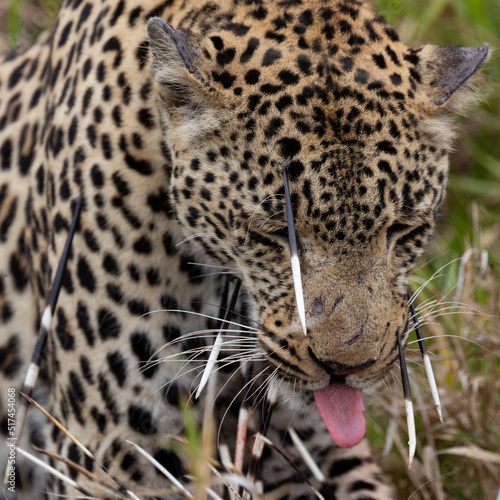 Leopard hunt and kill an African porcupine photo
