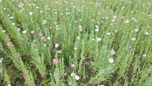 drone flight over field with lots of colorful, pink, white poppies