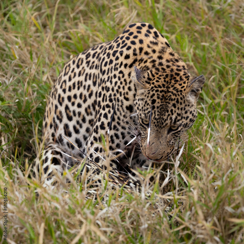 Leopard hunt and kill an African porcupine Leopard hunt and kill an African porcupine