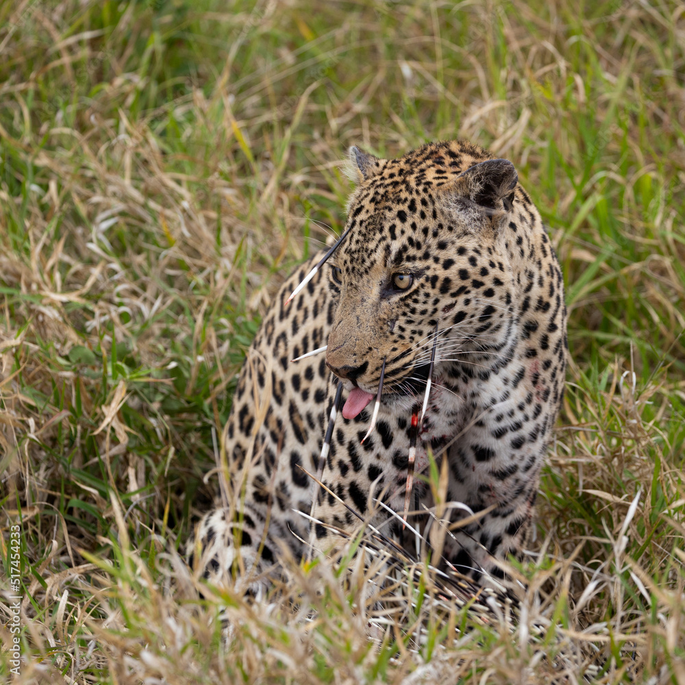 Leopard hunt and kill an African porcupine