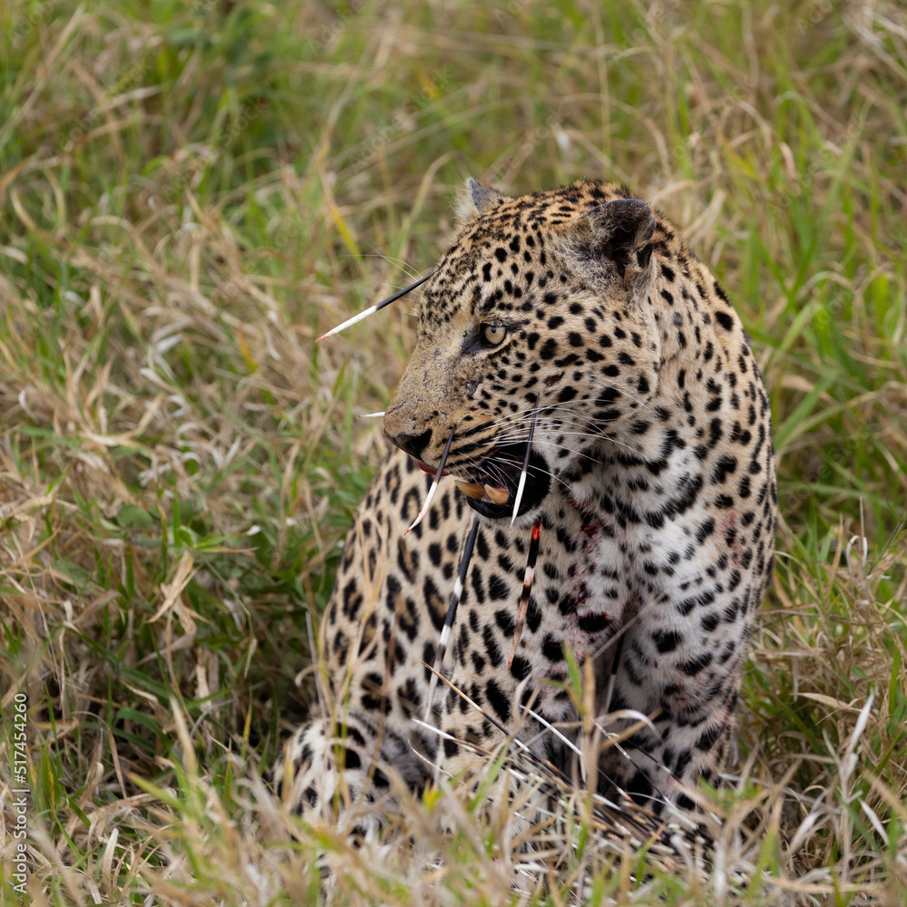 Leopard hunt and kill an African porcupine Leopard hunt and kill an African porcupine