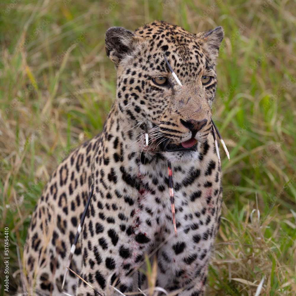 Leopard hunt and kill an African porcupine Leopard hunt and kill an African porcupine