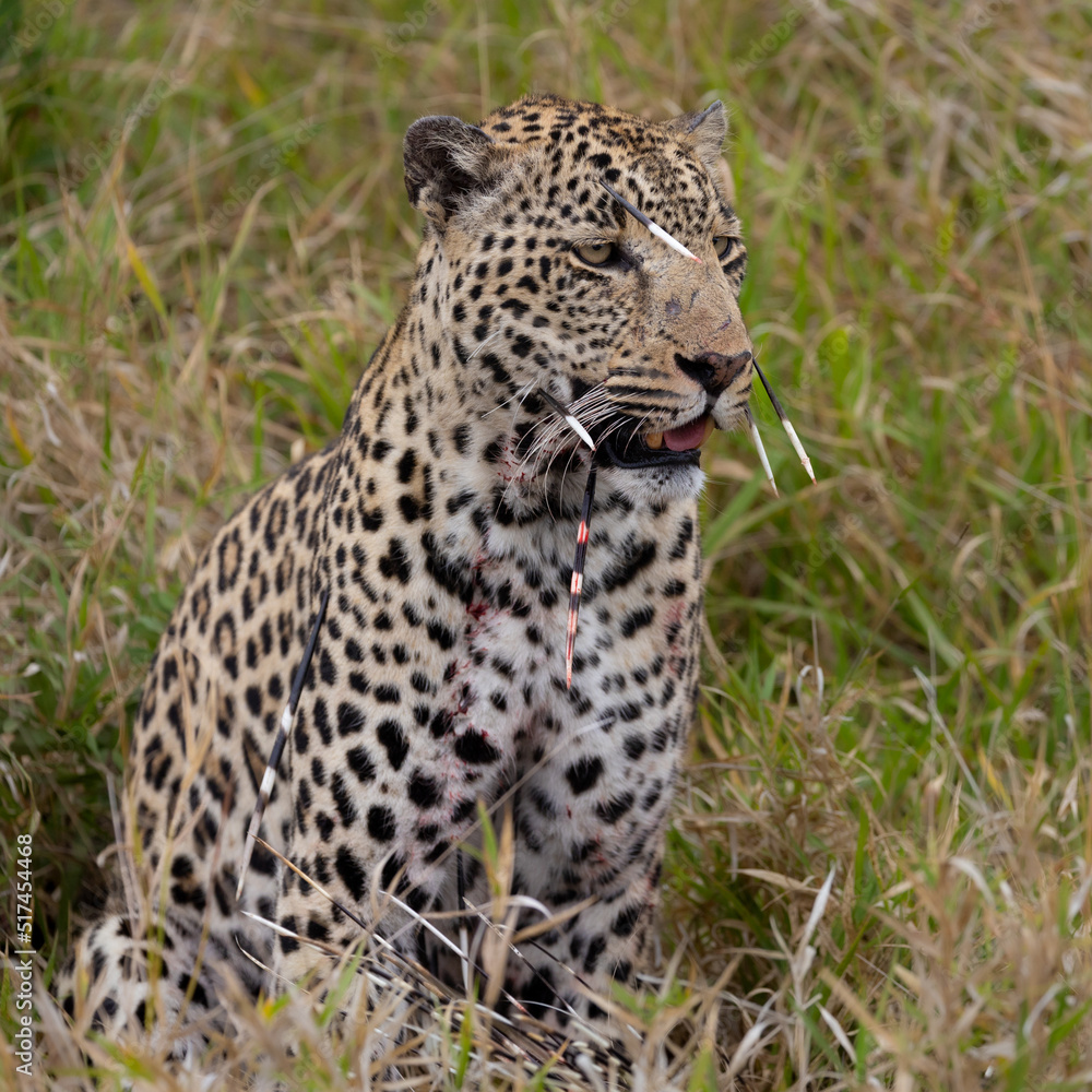 Leopard hunt and kill an African porcupine Leopard hunt and kill an African porcupine