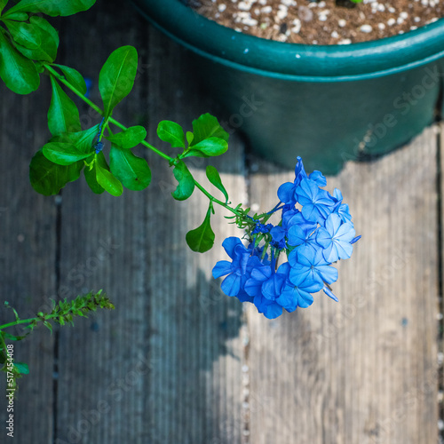 Flower