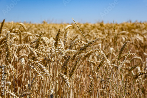 Champ de blé