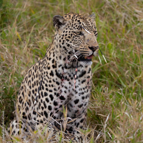 Leopard hunt and kill an African porcupine © Jurgens