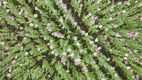 drone flight over field with lots of colorful, pink, white poppies